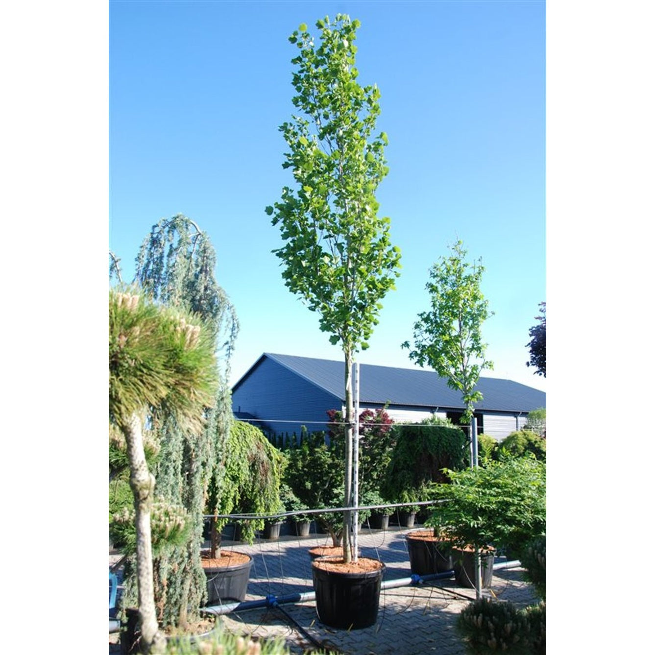 Tulpanträd – Liriodendron tulipifera 'Fastigiatum' - 200 CM Stem Cont.